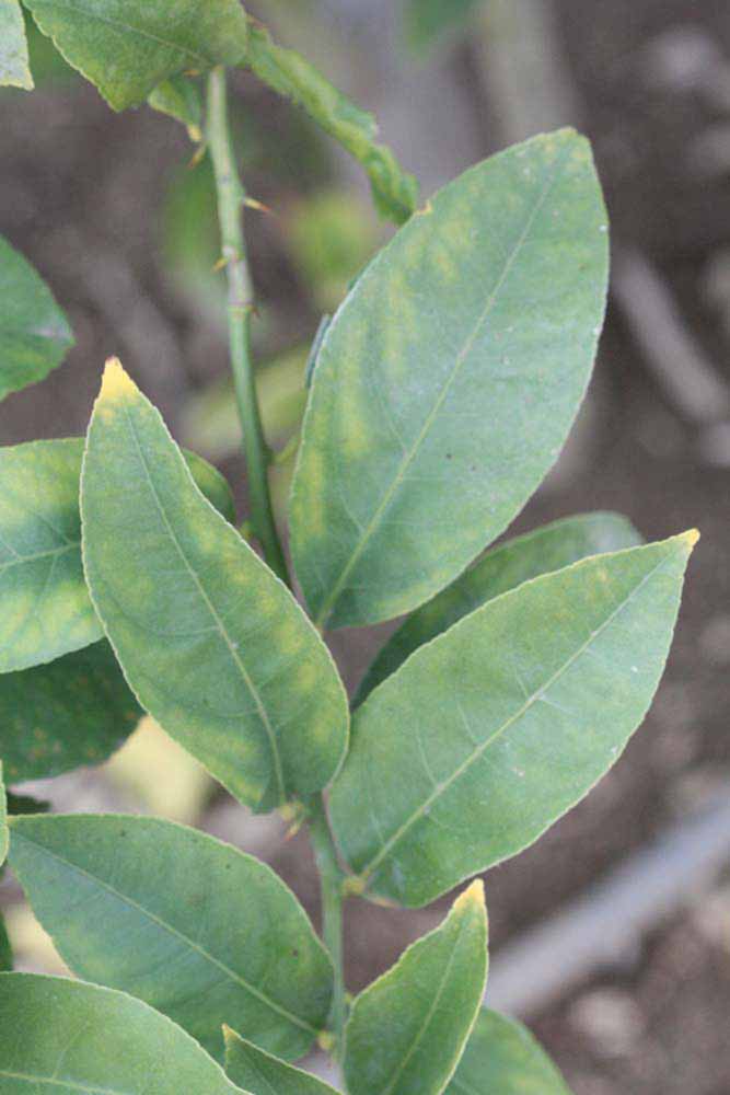               Sun leaves (Doctor Strong, Riverside,   CA)   